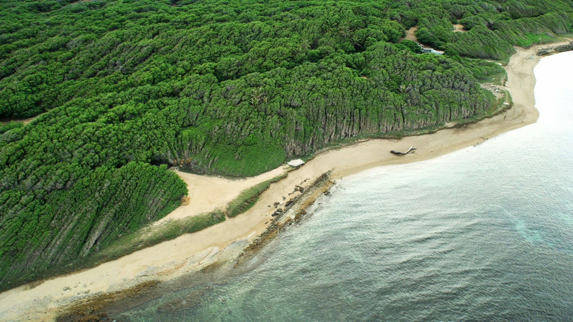 maui coast featuring trees and beach coast