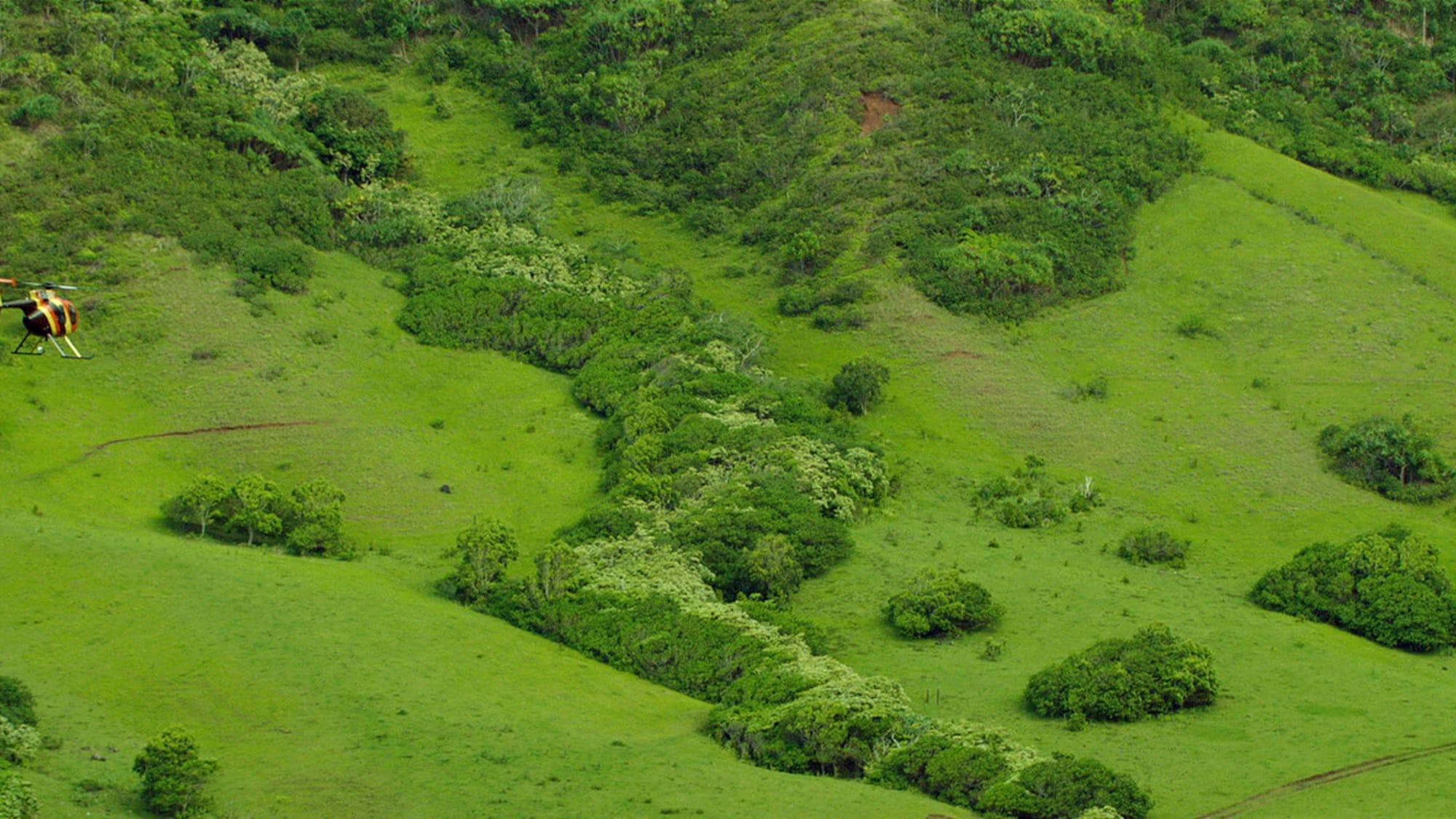 Magnum helicopter flying over lush green foliage 