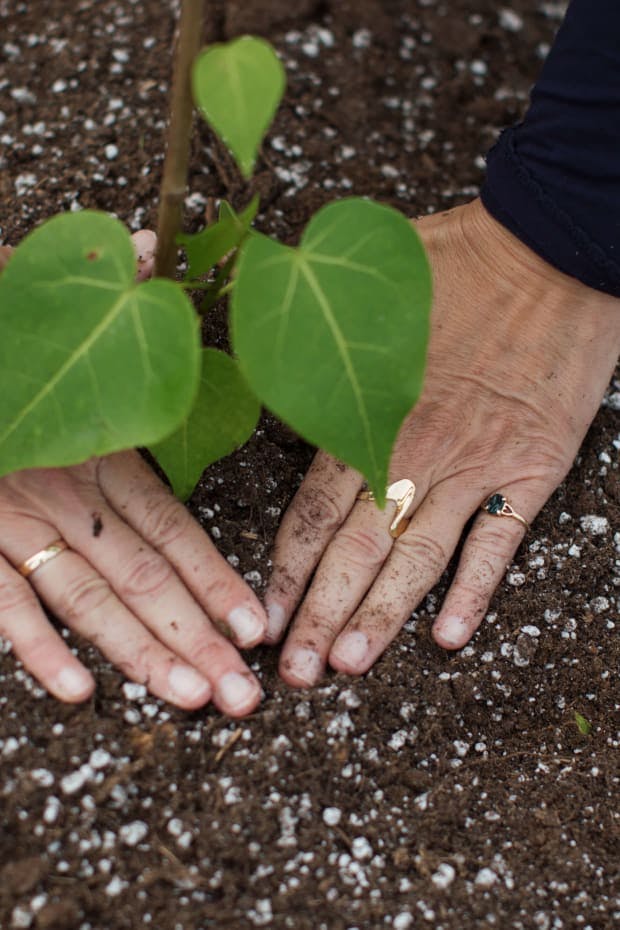 hands planting an endemic tree to Hawaii 